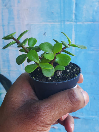 2.5" Portulacaria afra | Elephant Bush