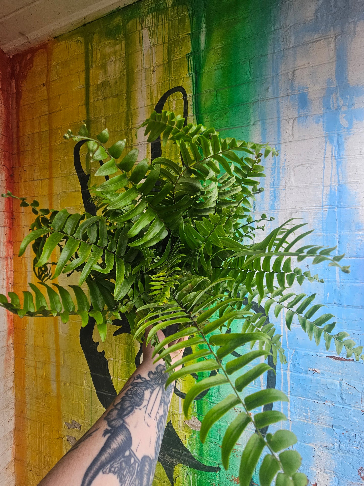 8" Macho Fern Nephrolepis biserrata