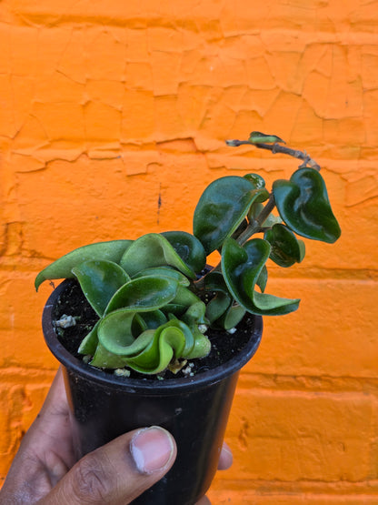 3.5" Hoya Carnosa Compacta