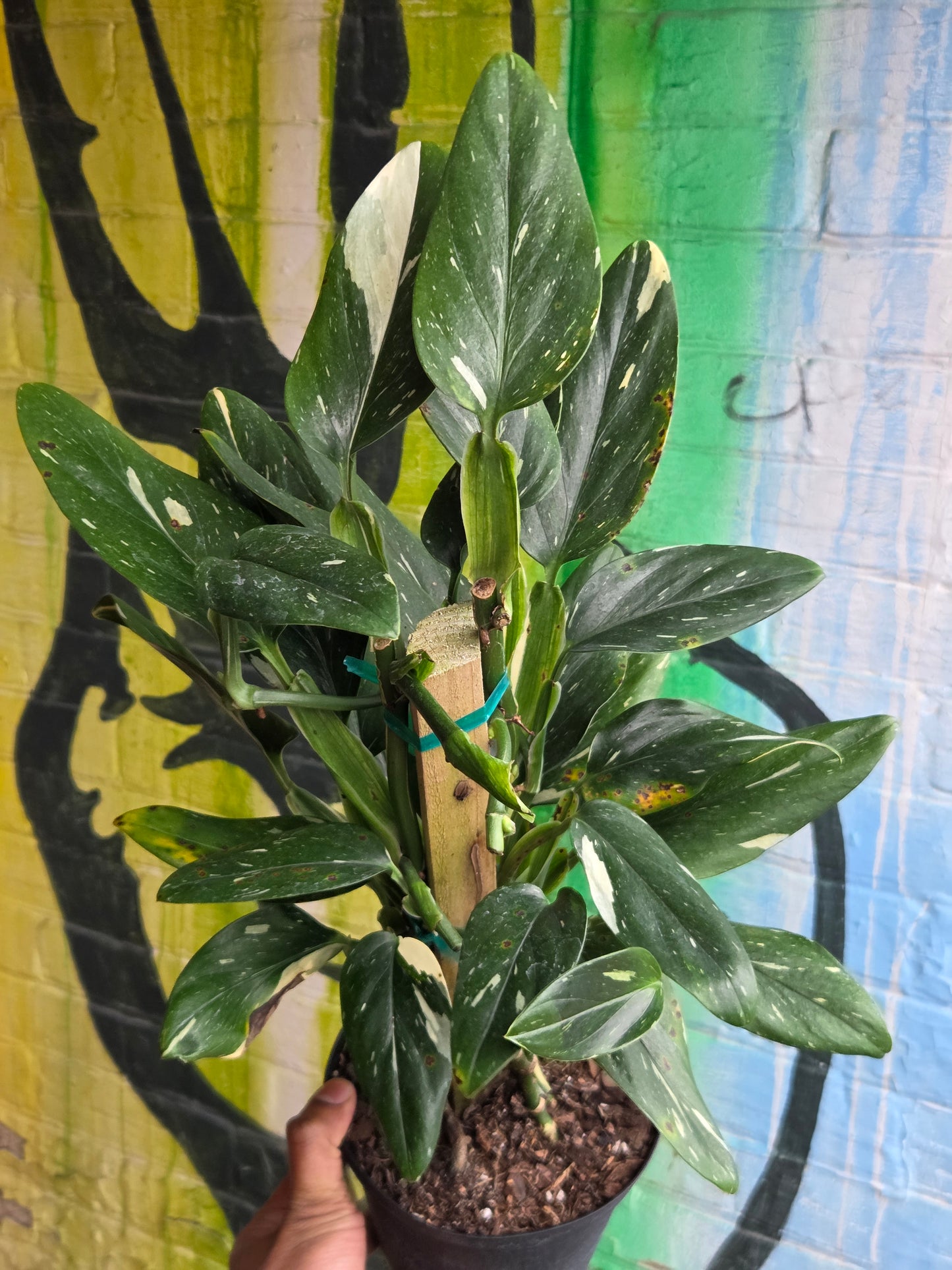 6" Monstera Standleyana Albo Totem