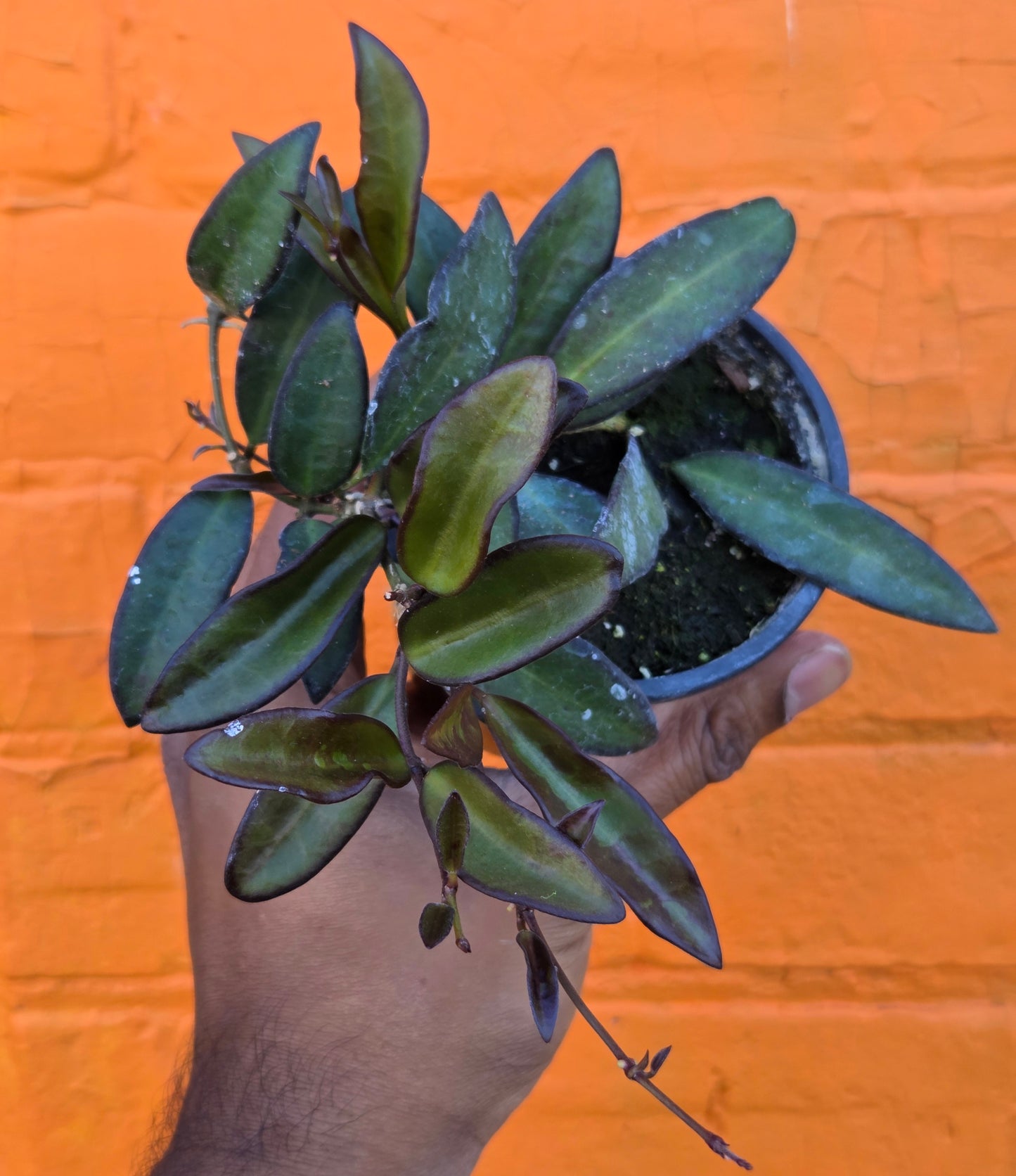 3.5" Hoya Rosita
