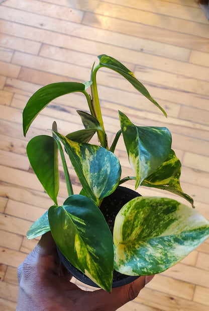 3.5" Hawaiian Pothos