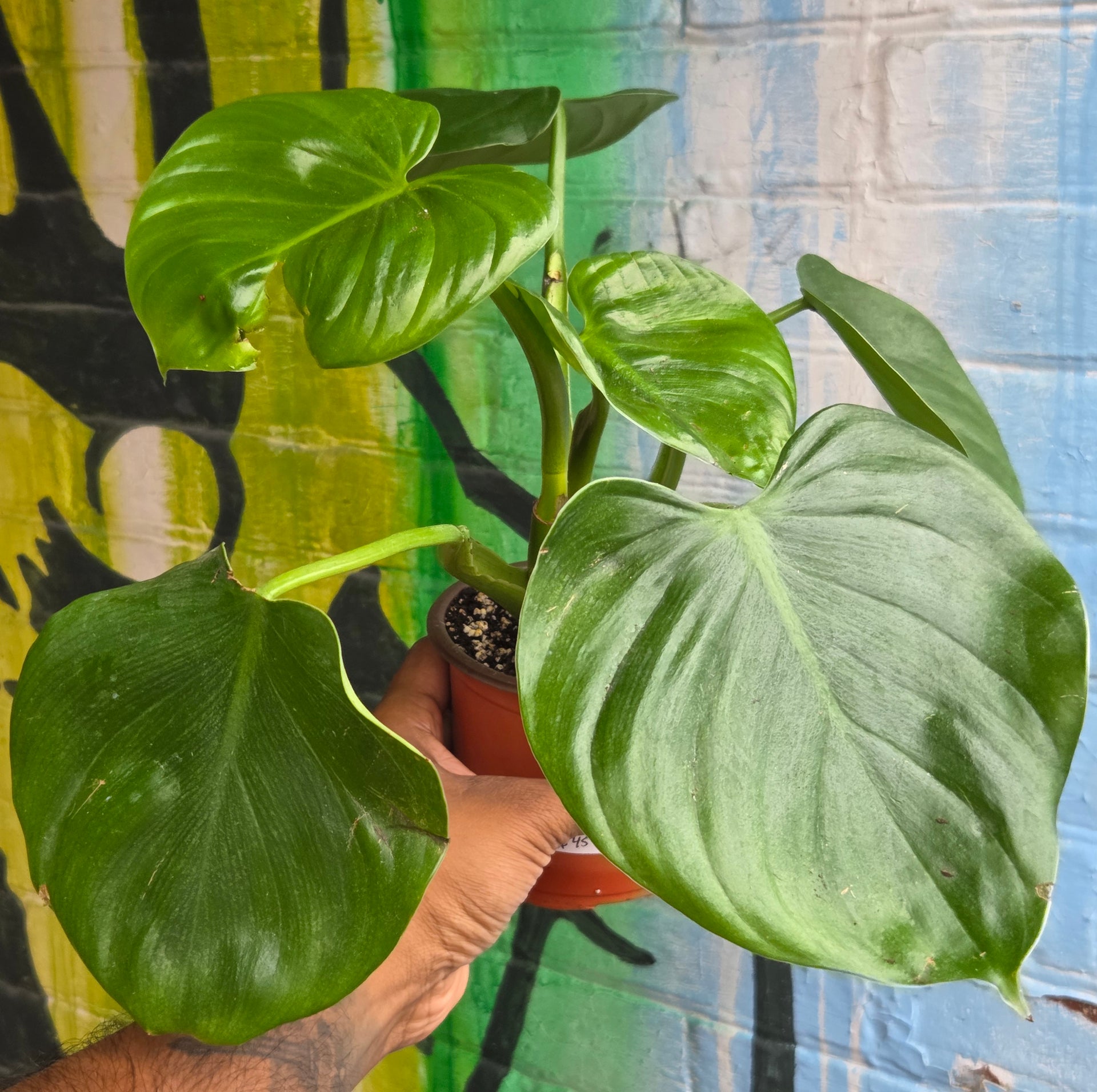 philodendron grazielae g.s.bunting 5" Philodendron Grazielae – Plant Goals