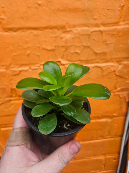 3.5" Peperomia Opus Grandis