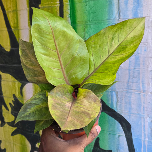 5” Anthurium Hookeri Variegata
