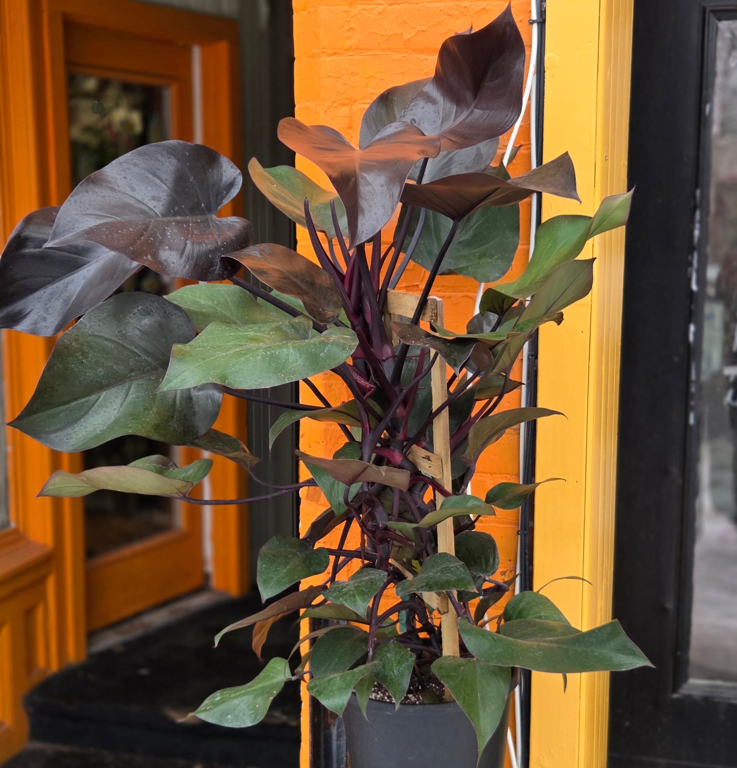 12” Philodendron New Red w/Trellis