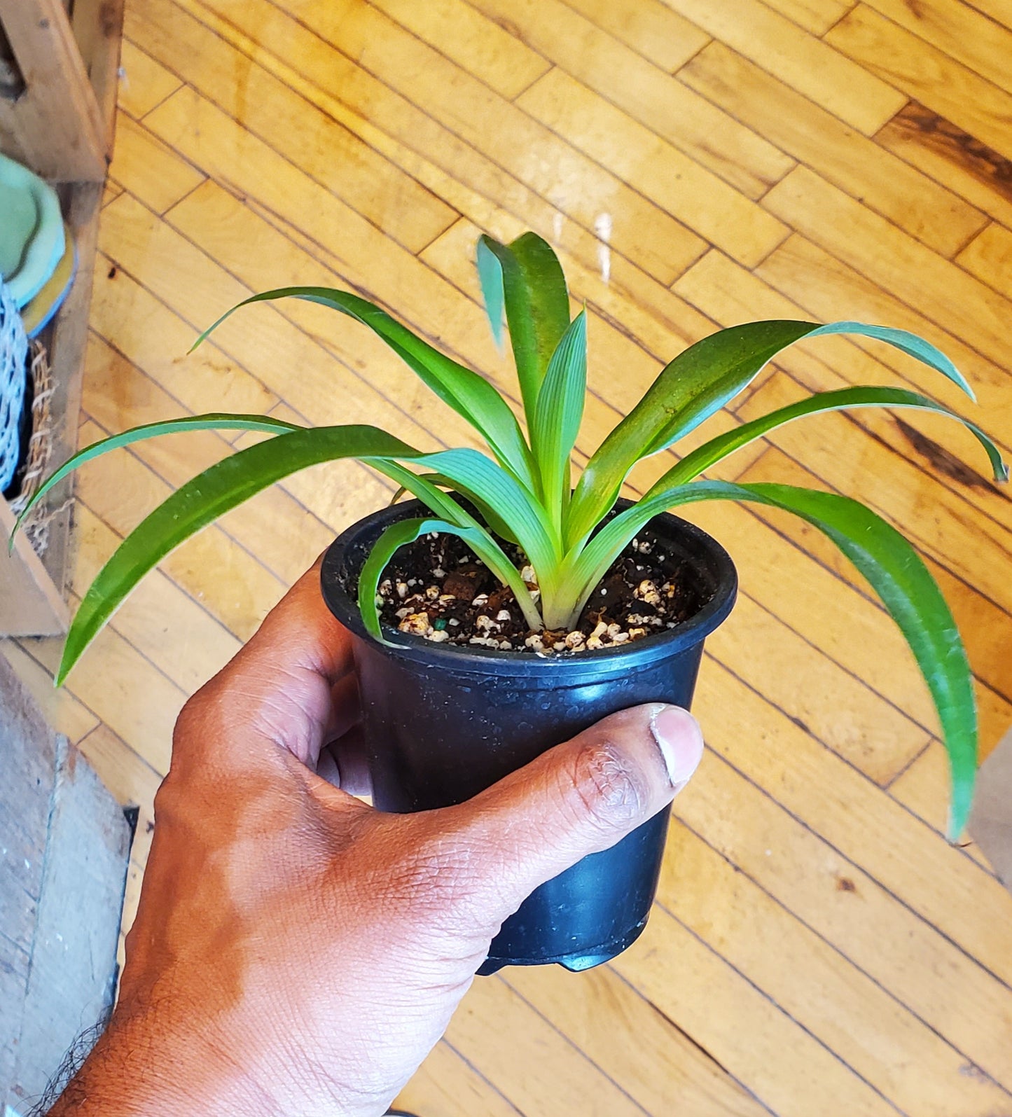 3.5" Spider Plant Green