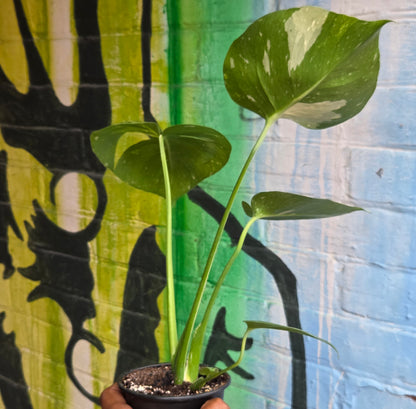 4" Monstera Thai Constellation