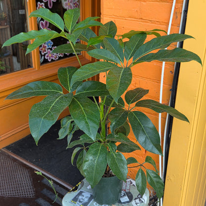 6" Schefflera Amate