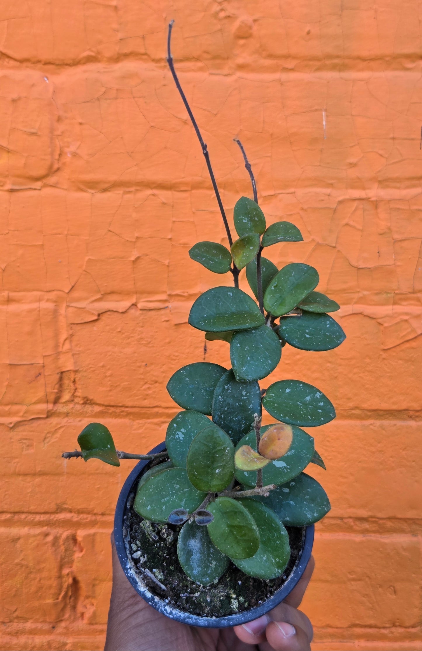 3.5" Hoya Mathilde