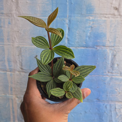 3.5" Peperomia Iron Cross