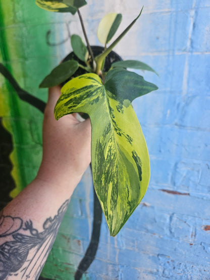 4” Philodendron Florida Beauty