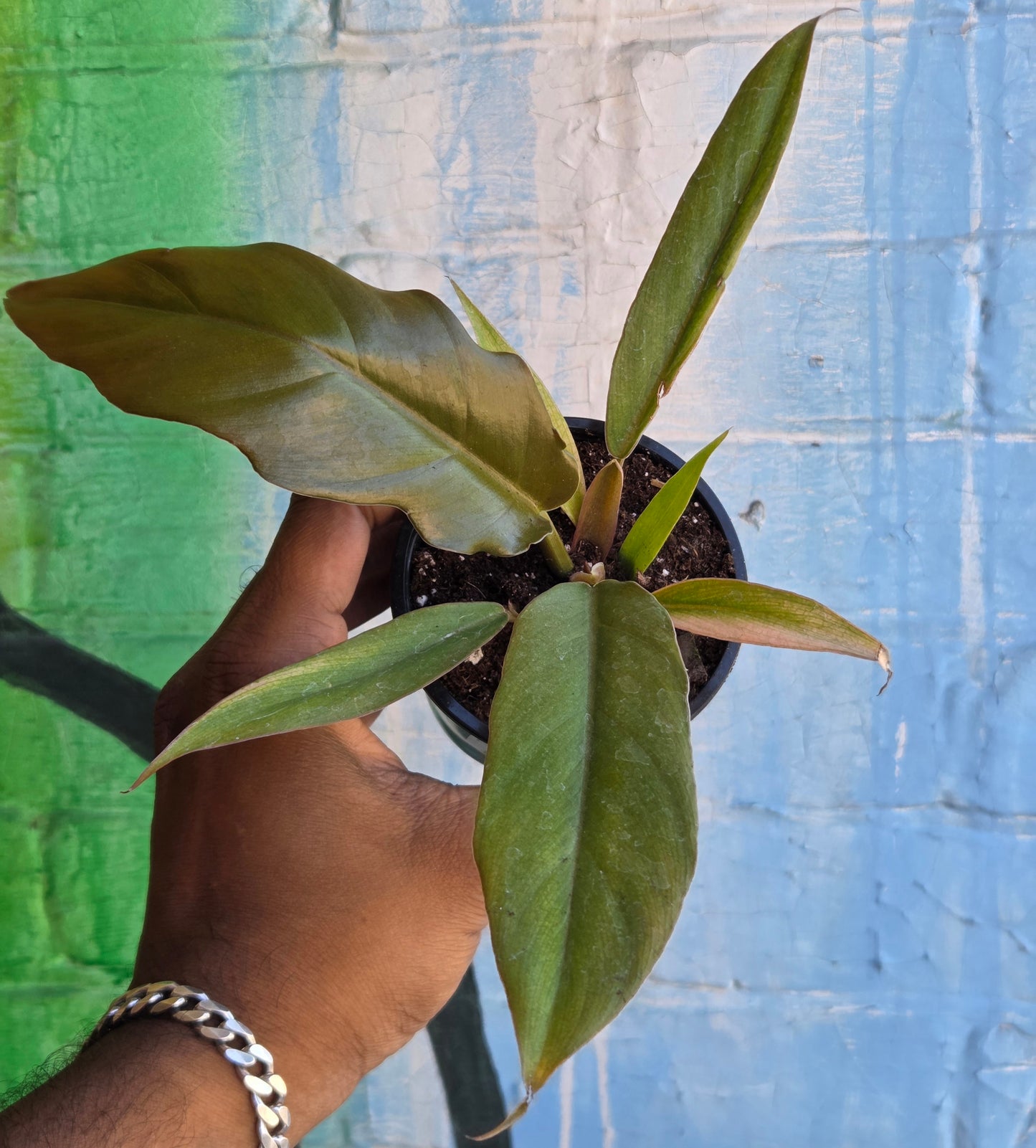 3.5" Philodendron Caramel Pluto