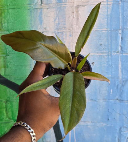 3.5" Philodendron Caramel Pluto