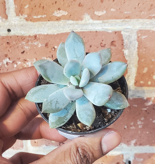 2.5" Sedeveria Lilac Mist