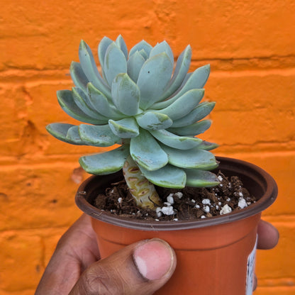 3.5" Echeveria Elegans