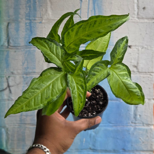 3.5" Syngonium No I.D
