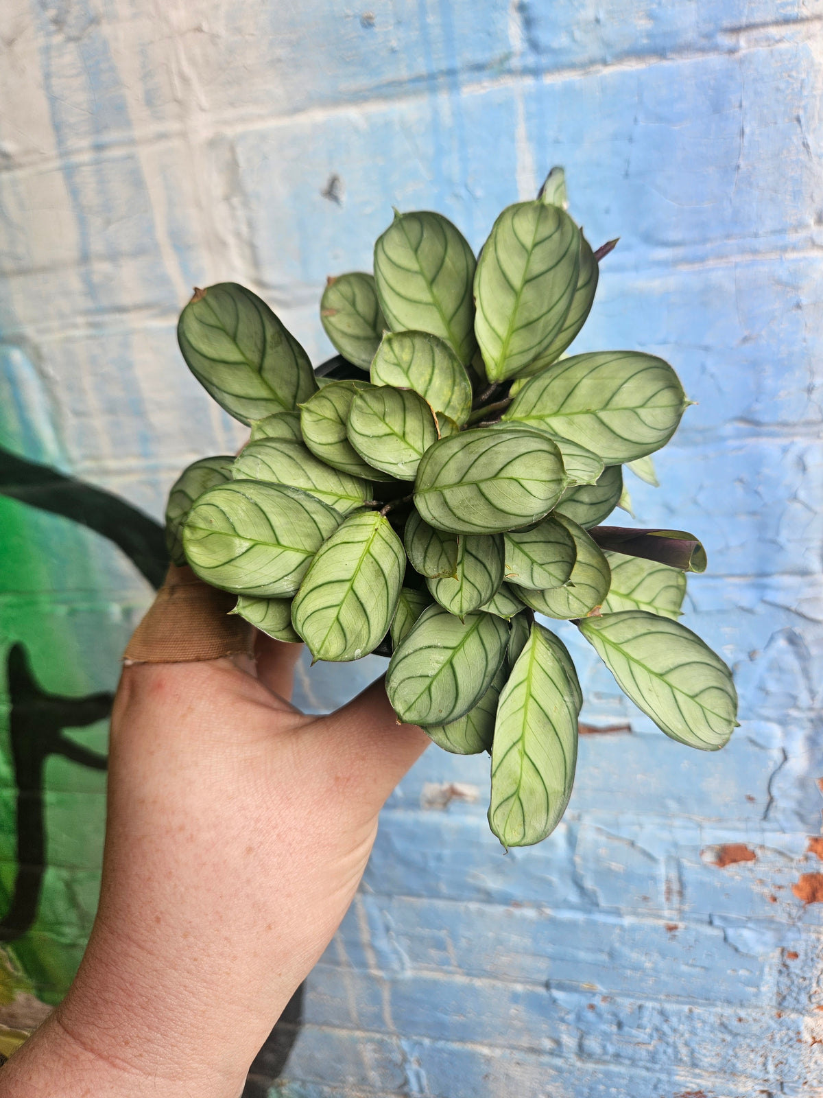 4" Ctenanthe burle-marxii Amagris