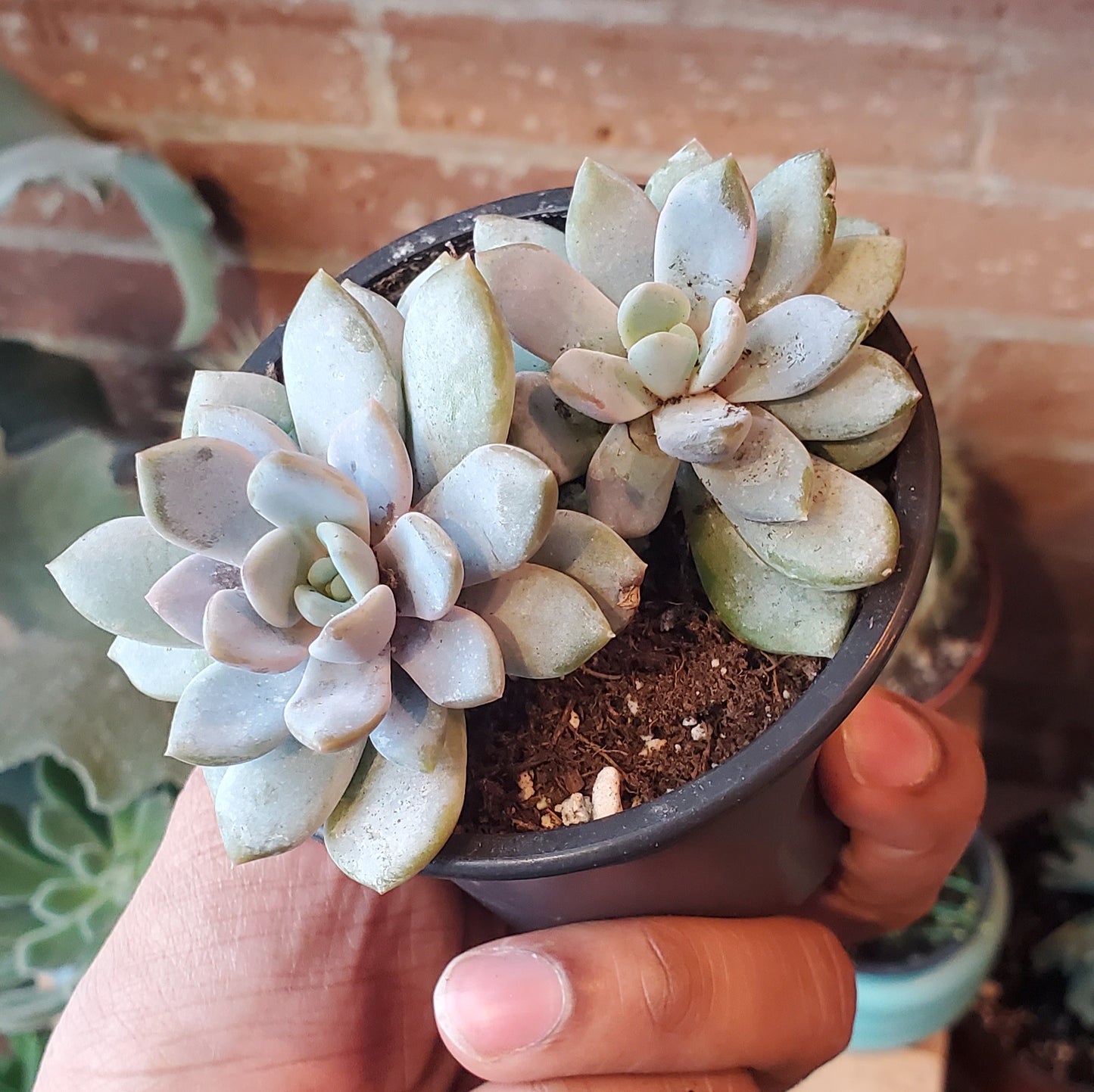 3.5" Sedeveria Lilac Mist