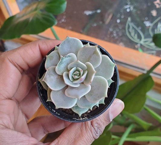 2.5" Echeveria Lola