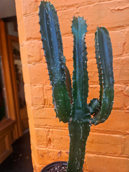 4” Euphorbia trigona Branching
