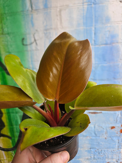 3.5" Philodendron Mars