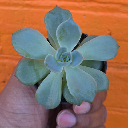 2.5" Graptopetalum Marpin