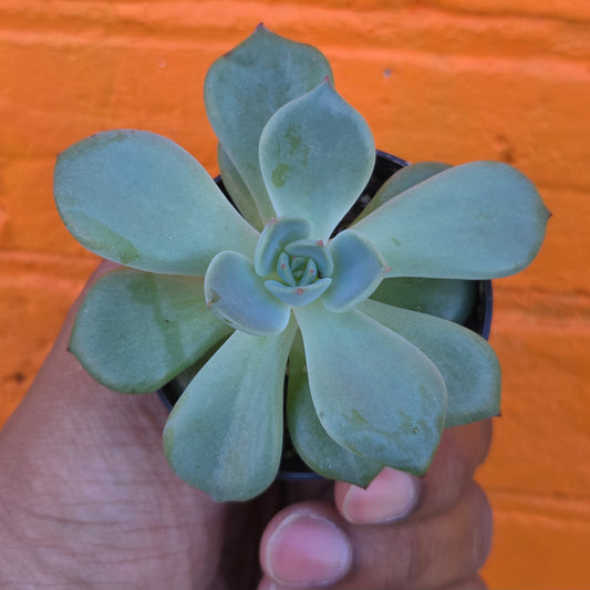 2.5" Graptopetalum Marpin
