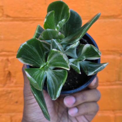 3.5" Variegated Jade | Crassula Ovata
