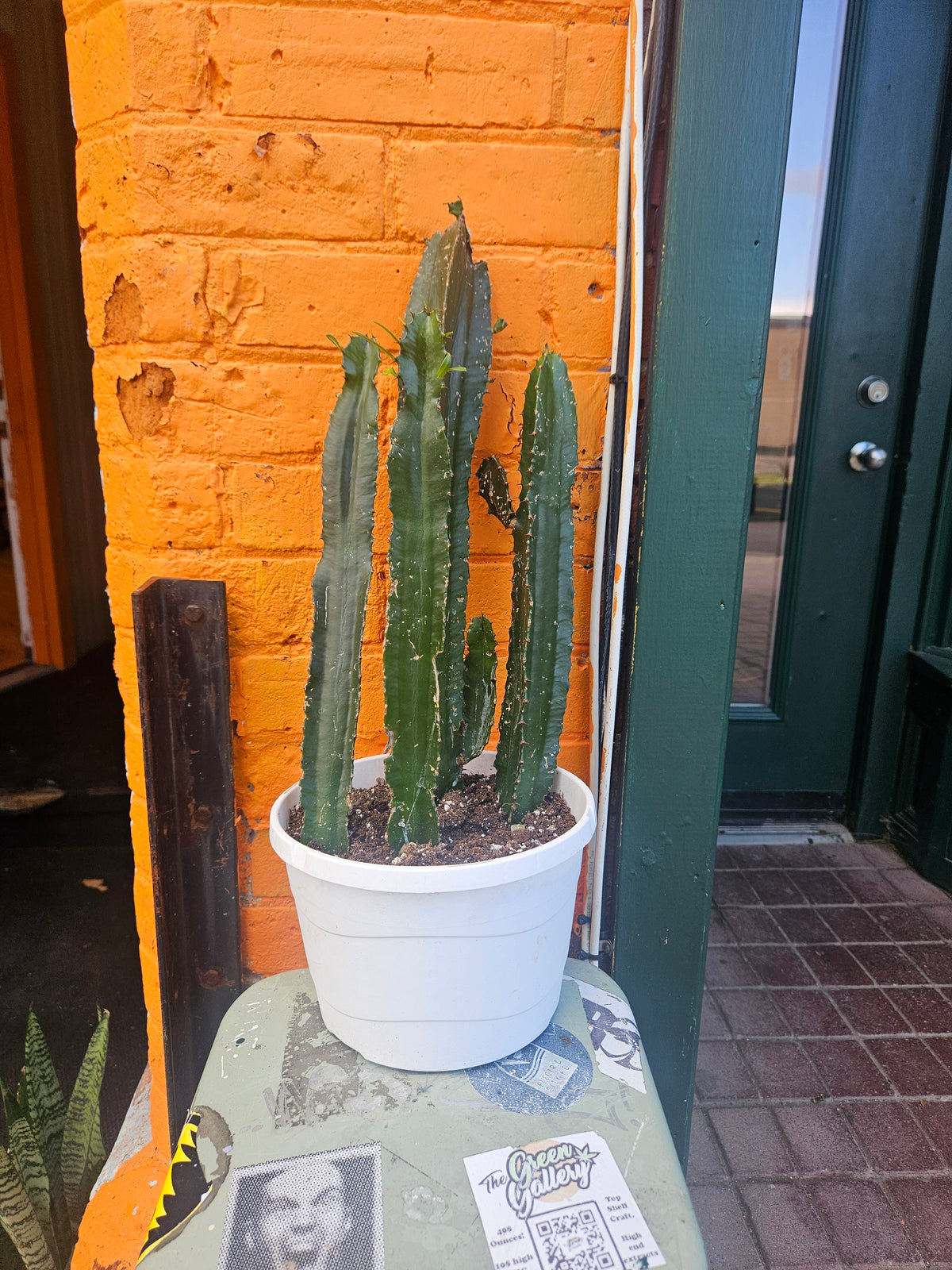8” Euphorbia trigona