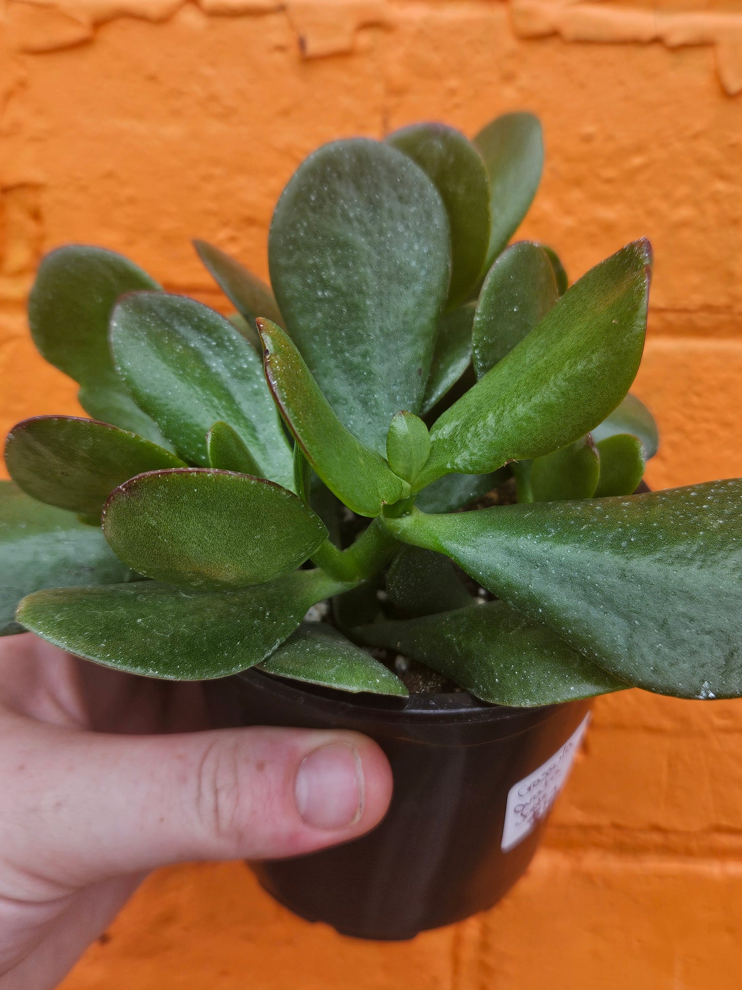 3.5" Jade | Crassula Ovata