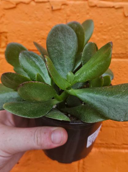 3.5" Jade | Crassula Ovata