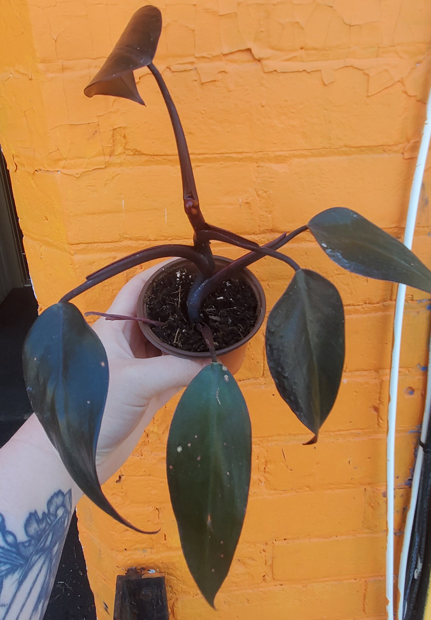 3.5" Philodendron New Red