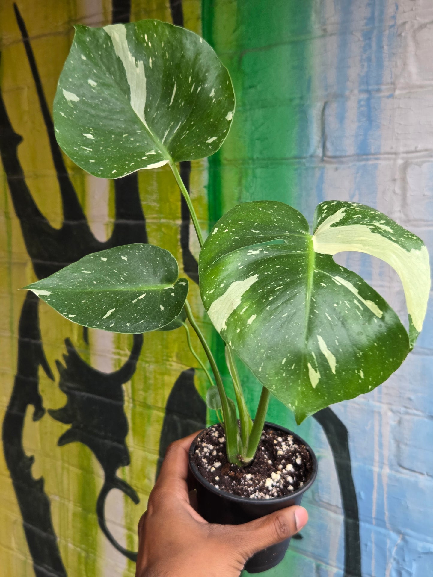 4" Monstera Thai Constellation