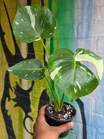 4" Monstera Thai Constellation