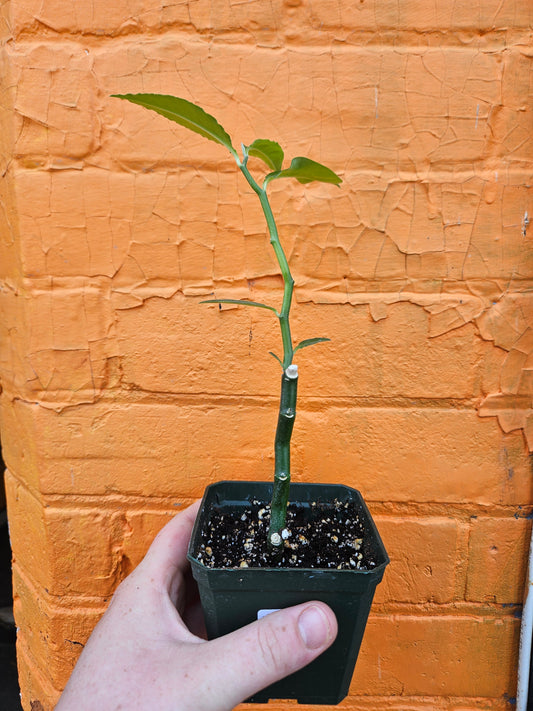 3.5" Devil's Backbone Euphorbia tithymaloides