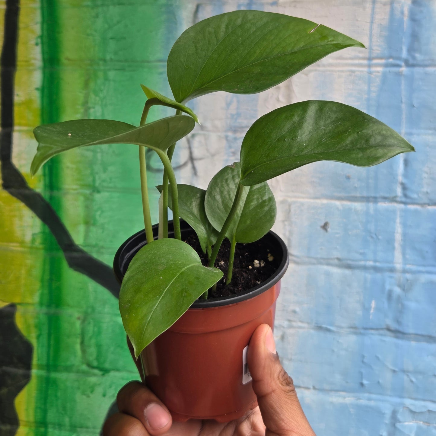 4" Pothos Green Jade