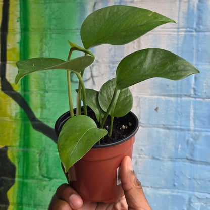 4" Pothos Green Jade