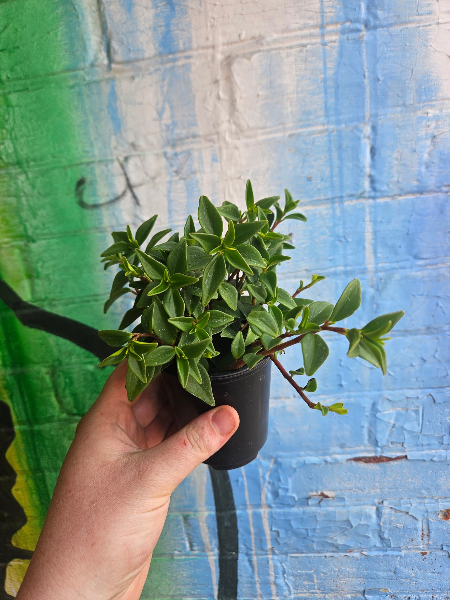 3.5" Peperomia Amigo Marcello