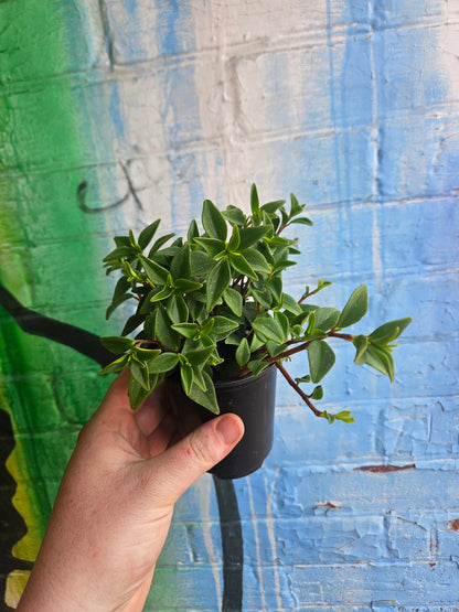 3.5" Peperomia Amigo Marcello