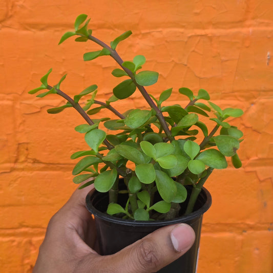 3.5" Portulacaria afra | Elephant Bush