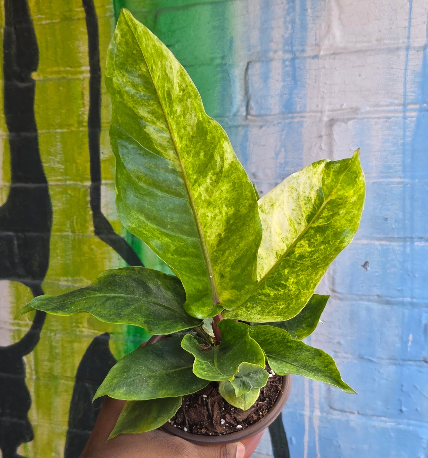 5” Anthurium Hookeri Variegata