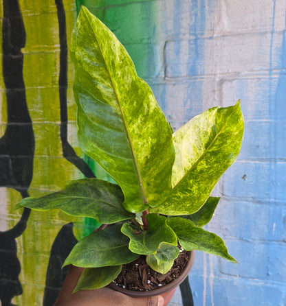 5” Anthurium Hookeri Variegata