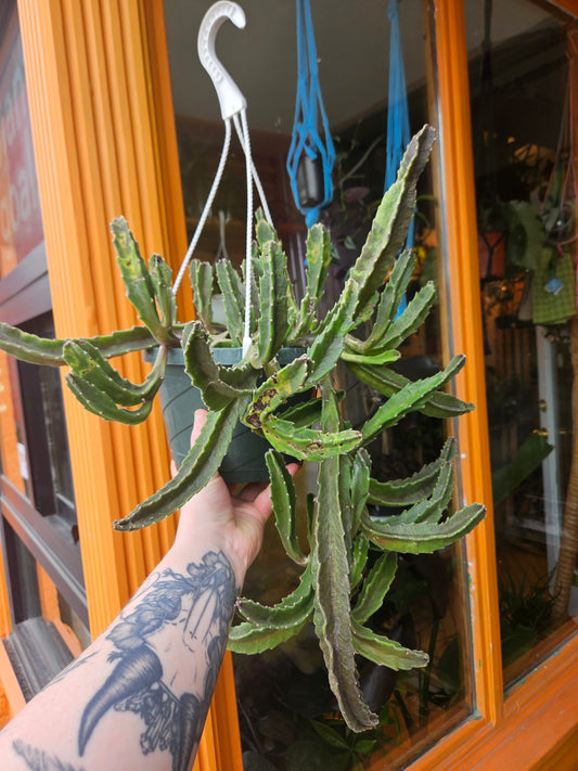 8” Stapelia Hirsuta Hanging Basket