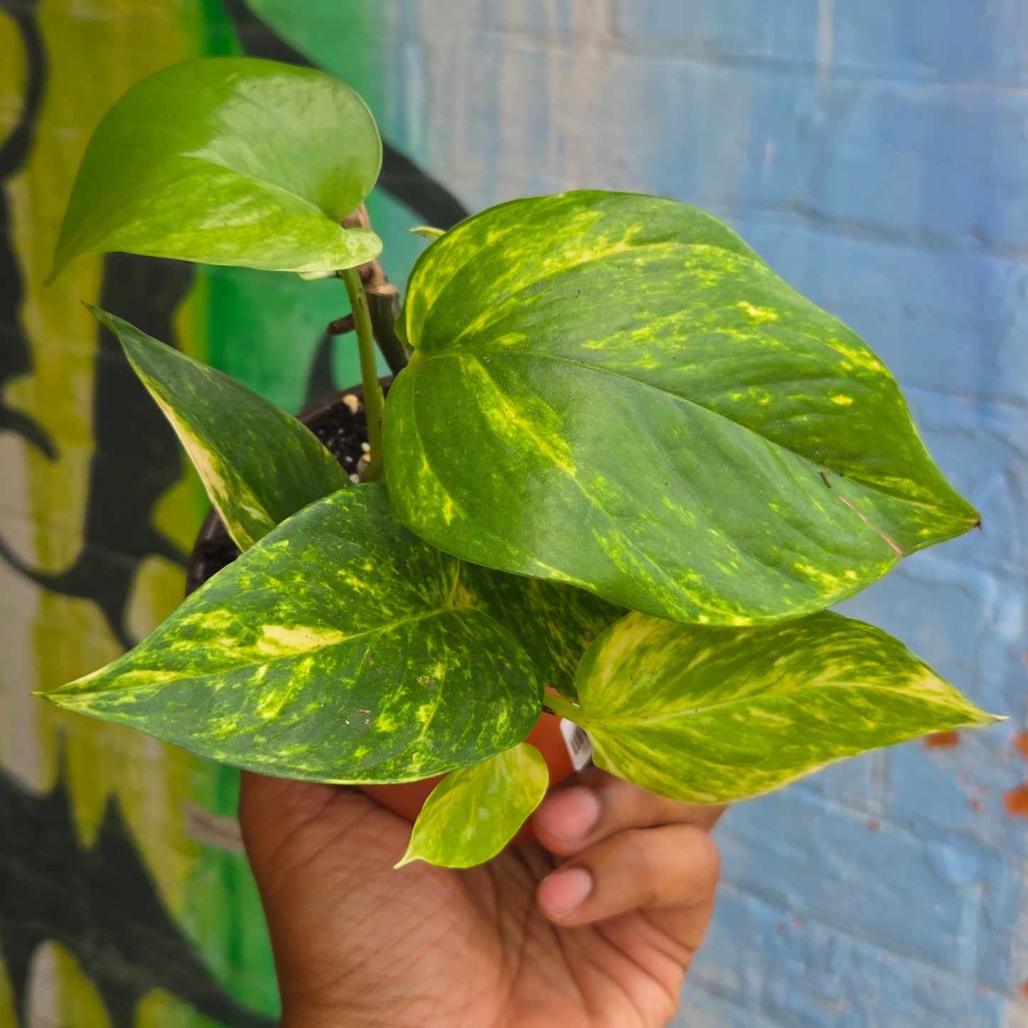 4" Hawaiian Pothos