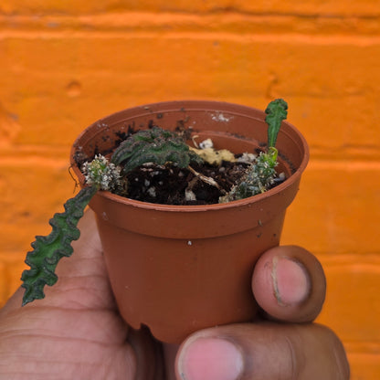 2.5” Euphorbia Decaryi