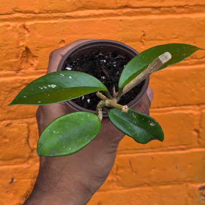 3.5" Hoya Carnosa
