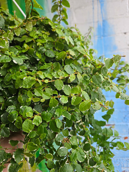8" Ficus Repens Variegata Hanging Basket TAC