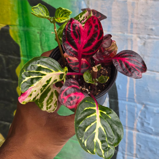3.5" Bloodleaf Plant | Iresine