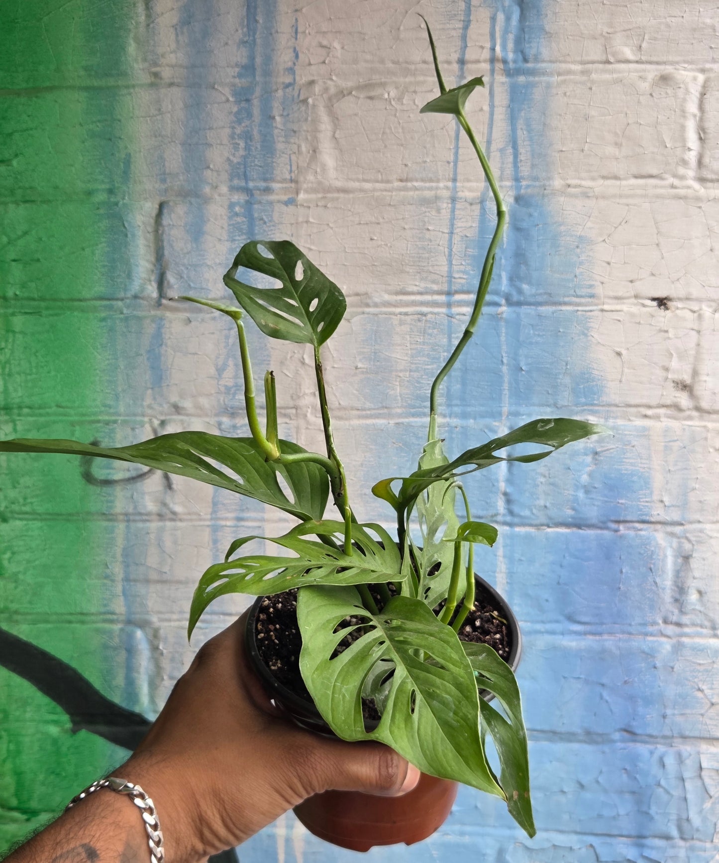 5” Monstera Adansonii